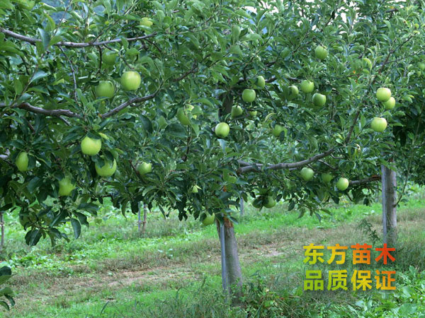 蘋果苗