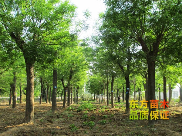 哪些因素會影響綠化苗種植成活率