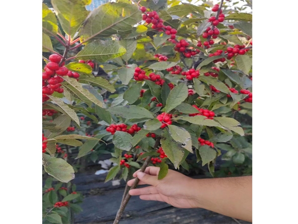 北美冬青