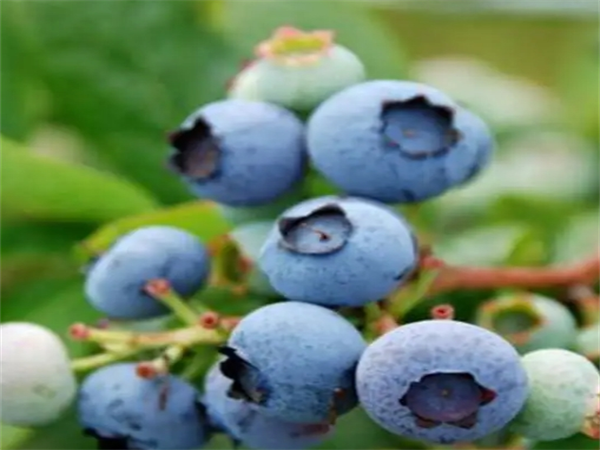 休倫藍莓